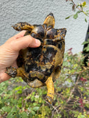 Mesopotamian Greek Tortoise Adult Male