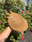 Smooth Softshell Turtle Adult Female