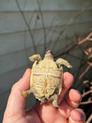 Leopard Tortoise 2024