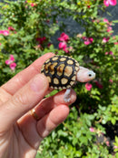 Ornate Diamondback Terrapin Female