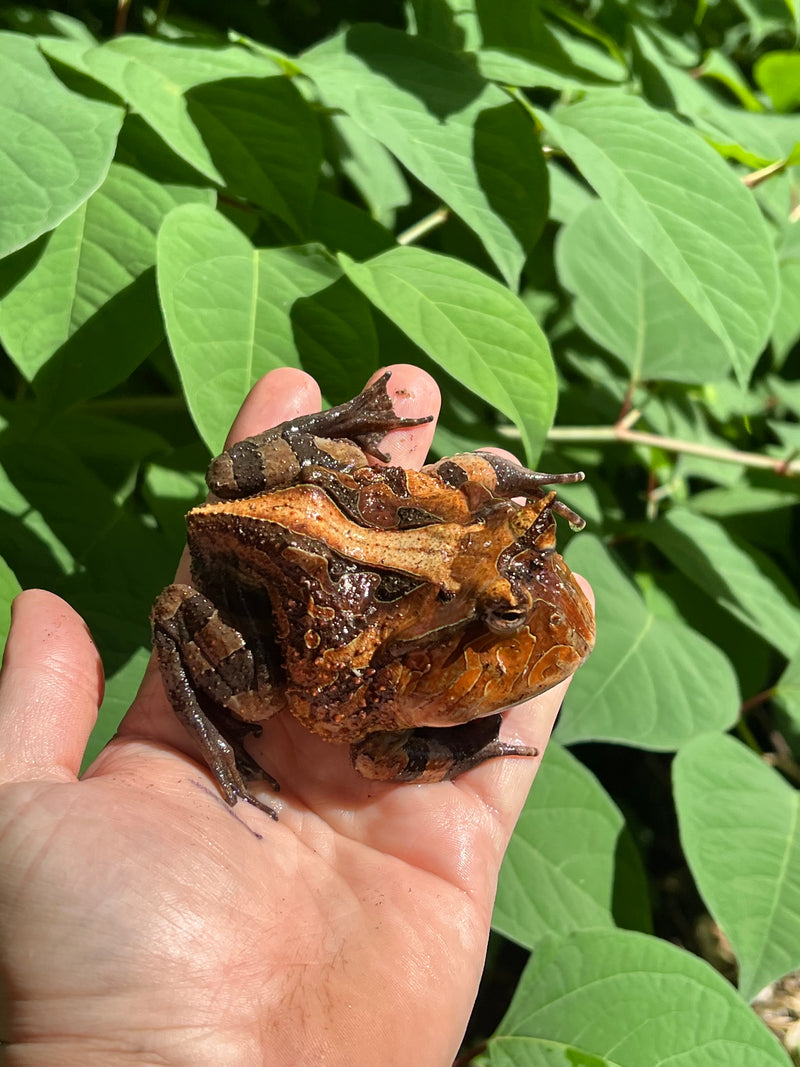 Brazilian Horned Frog Adult Pair