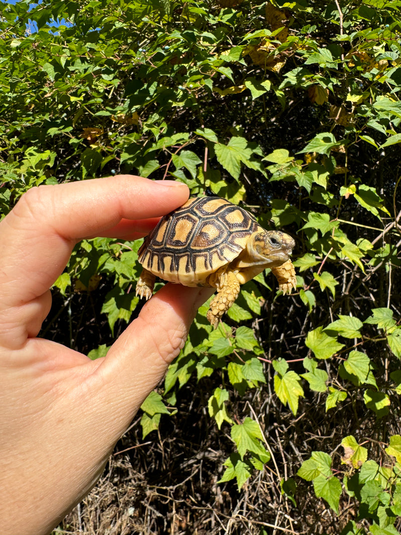 Leopard Tortoise 2024