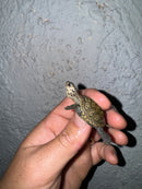 Hi White Concentric Diamondback Terrapin 2024