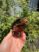 Red Cheeked Mud Turtle Adult Trio