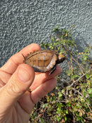 Southern Keeled Box Turtle Baby