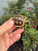 Pancake Tortoise Baby 2026