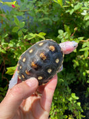 Ornate Diamondback Terrapin Female