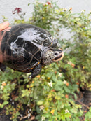 Adult Mississippi Diamondback Terrapin Female