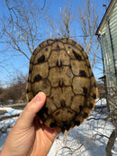 Mississippi Female Map Turtle Adult X Mississippi Diamondback Terrapin Adult Male BREEDING PROJECT