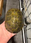 Sicilian Pond Turtle Adult Pair