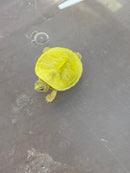 Albino Yellow Bellied Slider Turtle Male