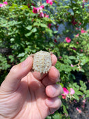 Albino Florida Snapping Turtle 2026