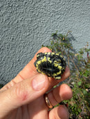 West Coast Pond Turtle Baby
