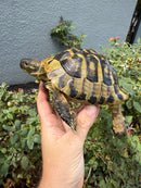 Eastern Hermann's Tortoise Adult Male