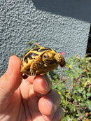 Sri Lankan Star Tortoise
