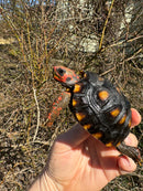 Brazilian Cherryhead Tortoise 2024