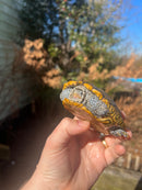 Concentric Diamondback Terrapin Adult Male  (Malaclemys terrapin)