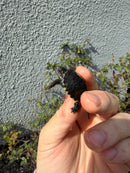 West Coast Pond Turtle Baby