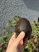 Franco-Italian Pond Turtle Adult Male