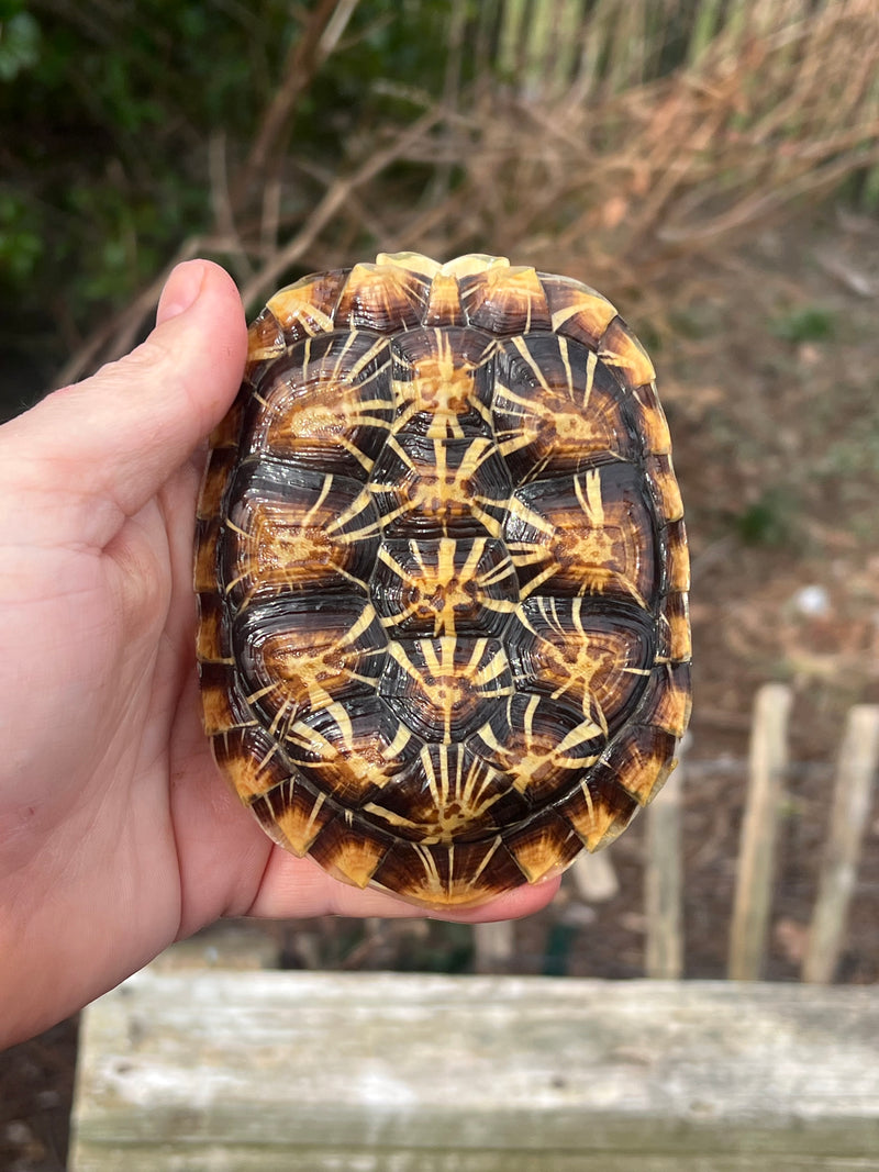 Pancake Tortoise Adult Male