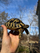 Eastern Hermann's Tortoise Adult Female