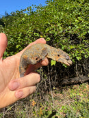 Gargoyle Gecko Adult Female