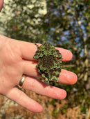 Vietnamese Mossy Tree Frog (Theloderma corticale)