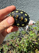 Ornate Diamondback Terrapin Female
