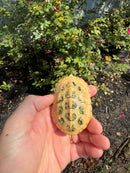 Albino Reeves Turtle Pair