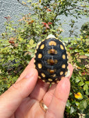 Ornate Diamondback Terrapin Female
