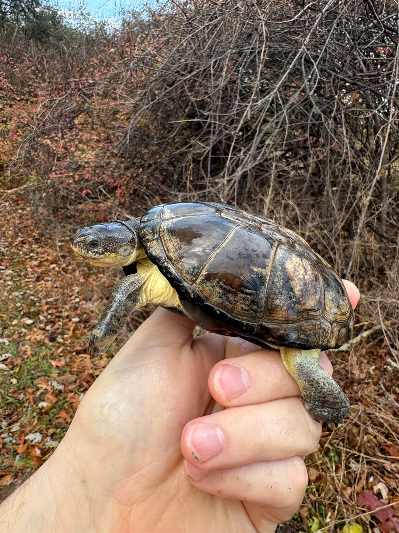 African Dwarf Mud Turtle Adult Female