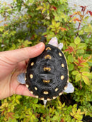 Ornate Diamondback Terrapin Female