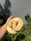Banana Ball Python Mixed Morph Female