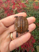 Hi Orange Vietnamese Black Breasted Leaf Turtle Baby 2025