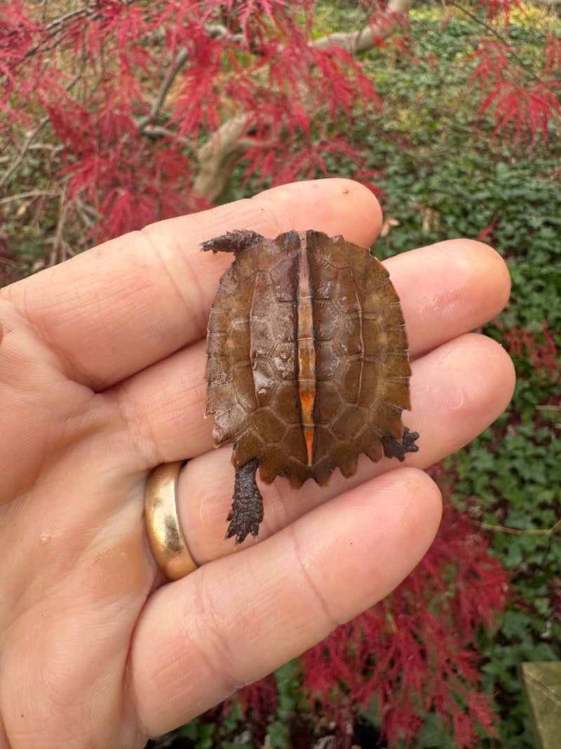 Hi Orange Vietnamese Black Breasted Leaf Turtle Baby 2025
