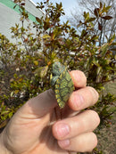 Mitch Clown Red Eared Slider Turtle