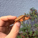 Vietnamese Three-striped Box Turtle