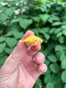 Paradox Albino Red Eared Slider Turtle  2024