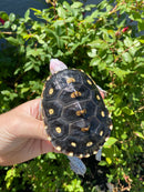 Ornate Diamondback Terrapin Female