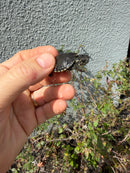 West Coast Pond Turtle Baby