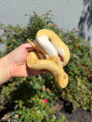 Banana Ball Python Mixed Morph Male