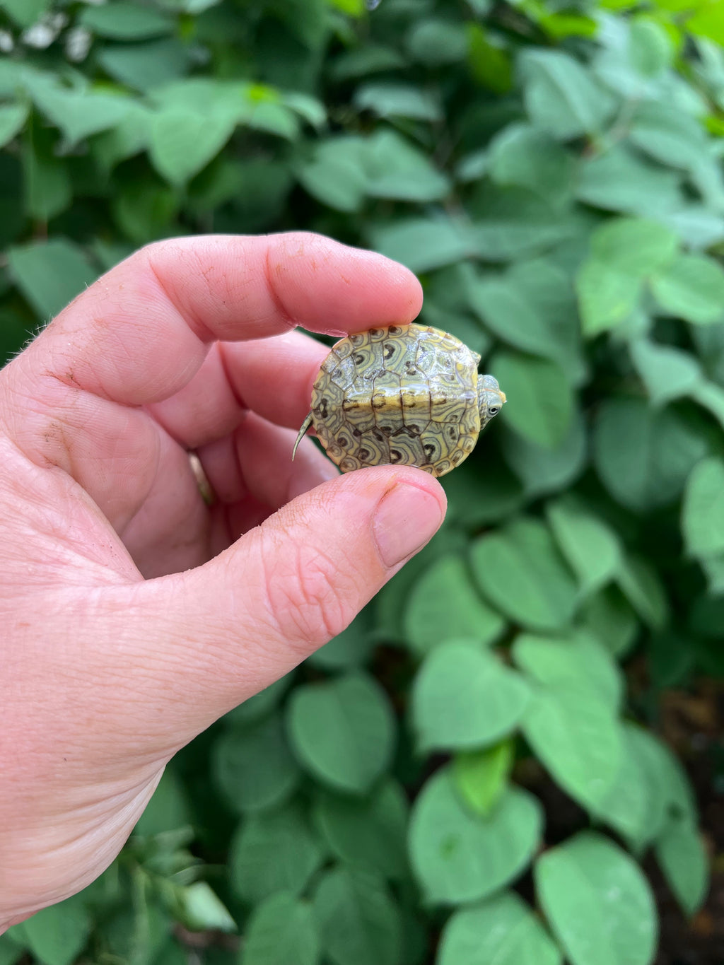 Baby Pastel Clown Red Eared Slider Turtles For Sale 