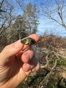 Pastel Reeves Turtle Baby 2025