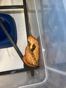 Amazon Tree Boa Baby 2023 CB