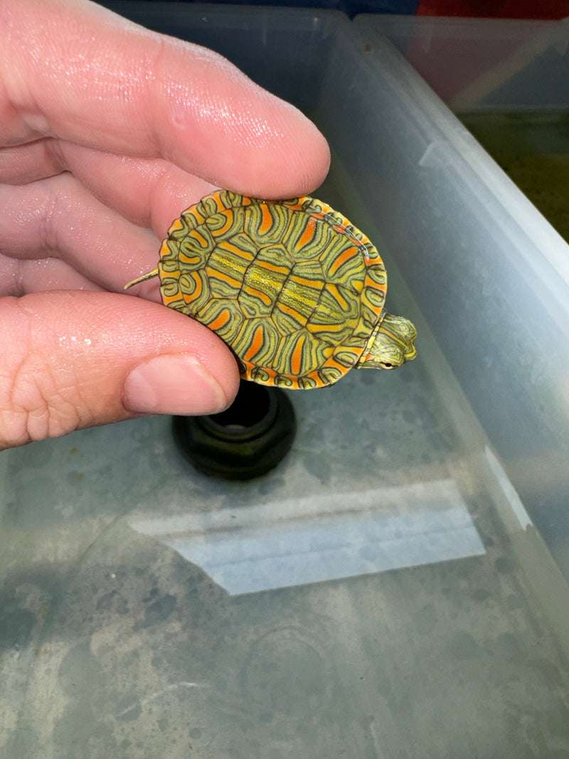 Hi Red Line Bred Pastel Red Eared Slider Turtle 2024