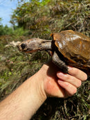 Keeled Box Turtle Adult Female (Cuora mouhotii mouhotii)