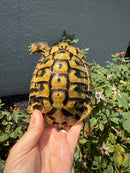 Eastern Hermann's Tortoise Adult Male