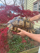 South African Giant Leopard Tortoise Adult Female