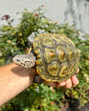 Concentric Diamondback Terrapin Adult Female