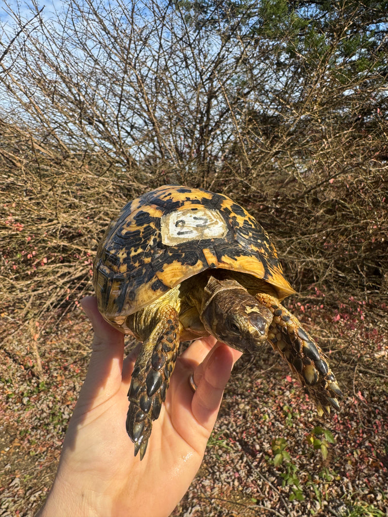 Libyan Greek Tortoise Adult Female